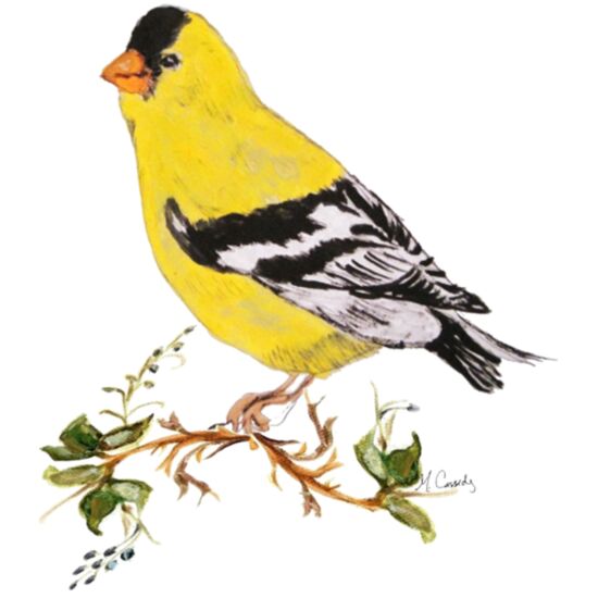 3069 Yellowbird Thumbnail