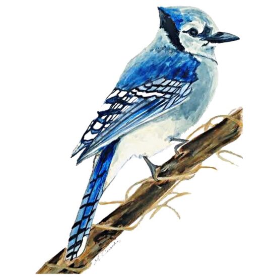 5020 Bluejay Thumbnail