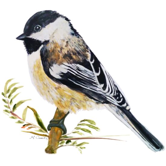 4075 Chickadee Thumbnail