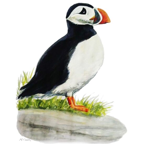 4094 Puffin Thumbnail