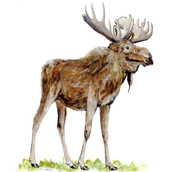 4049 Wilderness Moose Thumbnail