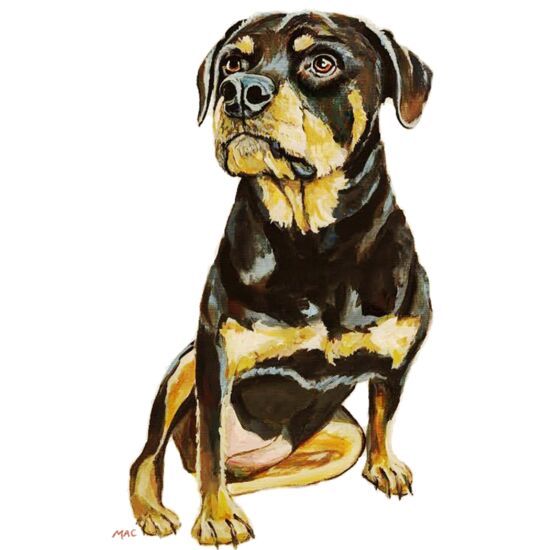 8041 Rottie Thumbnail