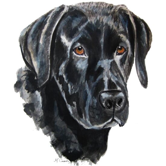 3083 Labrador Thumbnail