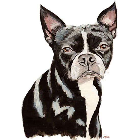 8040 Boston Terrier Thumbnail