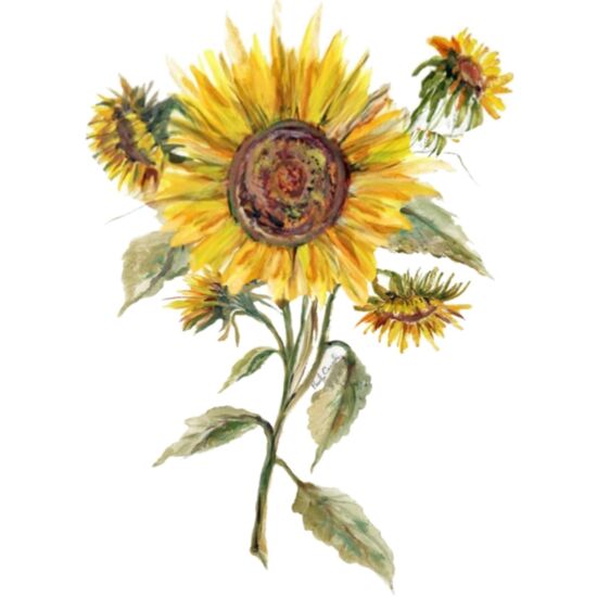 5001 Sunflower Thumbnail