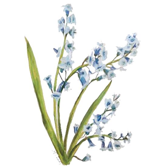 5078 Bluebell Thumbnail