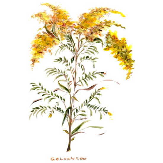 4043 Goldenrod Thumbnail