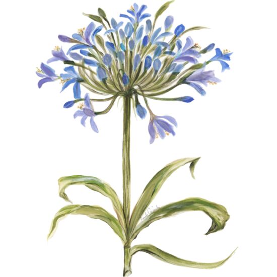 4027 Aggies Thumbnail