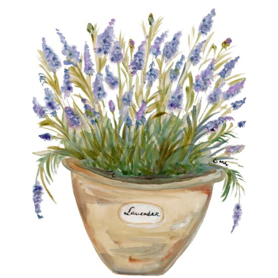 3022 Lavender Thumbnail