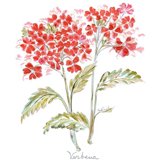 154 Verbena Thumbnail