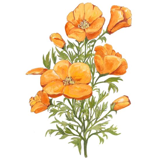 169 California Poppy Flower Thumbnail