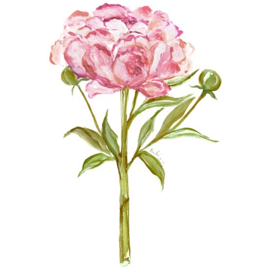 4026 Peony Thumbnail