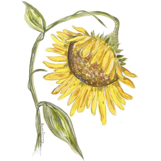 132 Sunflower FIeld Thumbnail