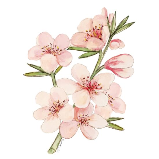 44 Peach Blossoms Thumbnail