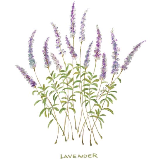 37 Lavender Stems Thumbnail