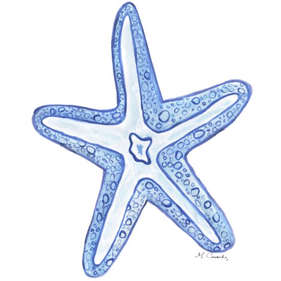 4028 Starfish Thumbnail