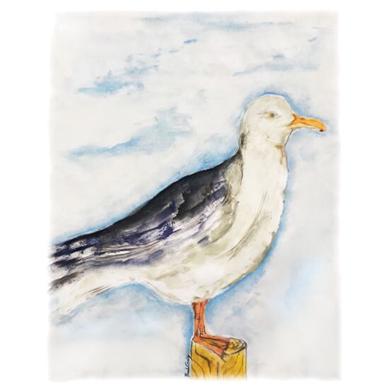 40 Seagull Thumbnail