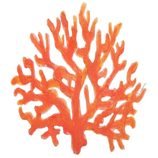 3077 Coral Thumbnail