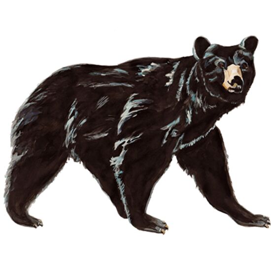 8055 Black Bear Thumbnail