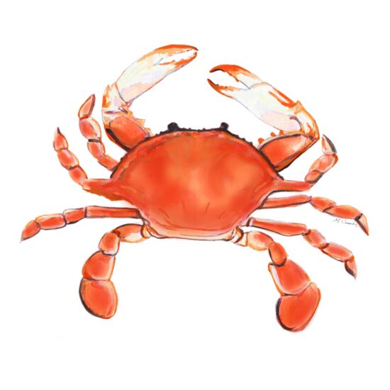 90206 Red Crab 2 Thumbnail