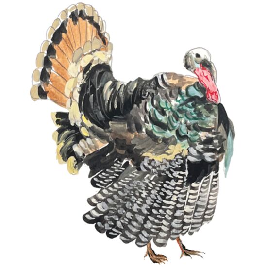 197 Gobble Gobble  Thumbnail