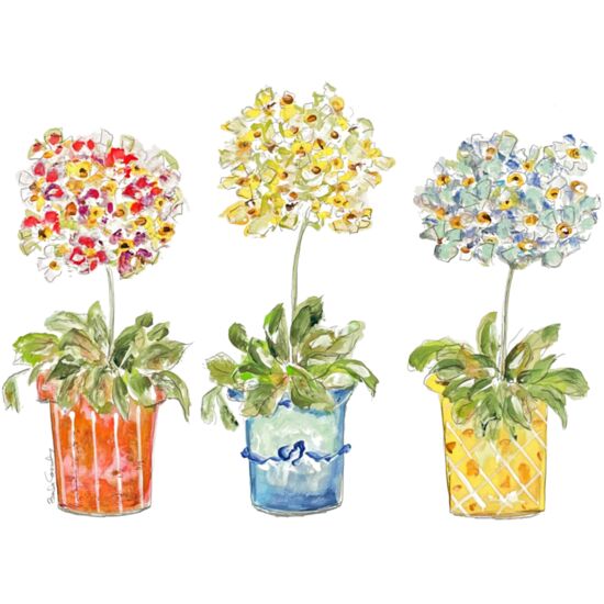 203 Primrose Thumbnail