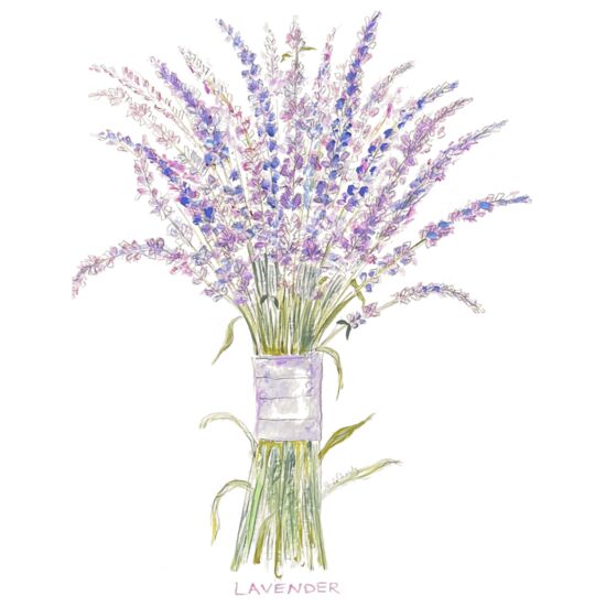 210 Sweet Lavender Thumbnail